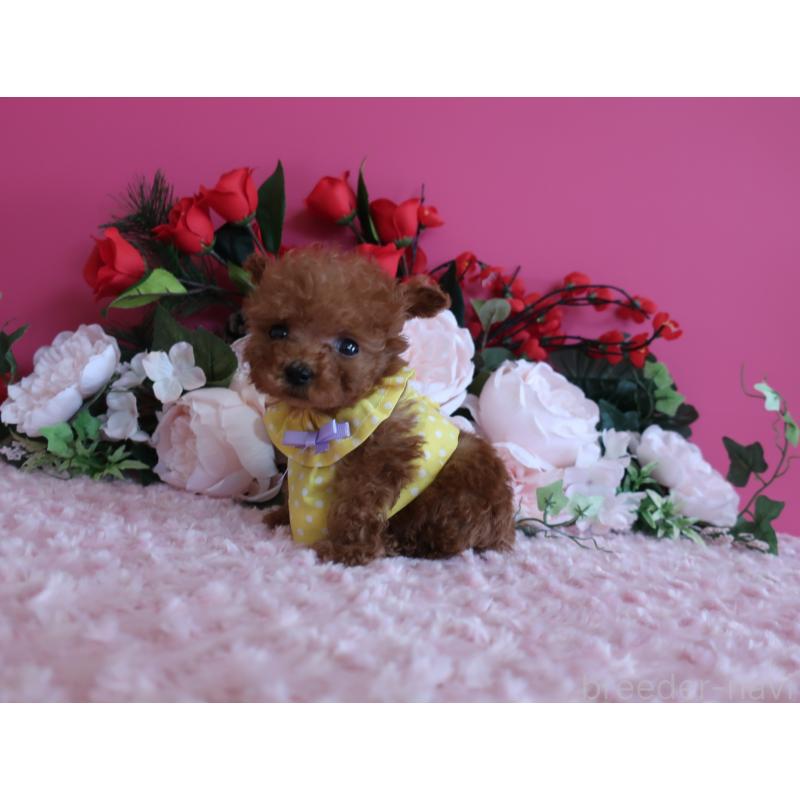 販売中の鹿児島県のティーカッププードル-437761