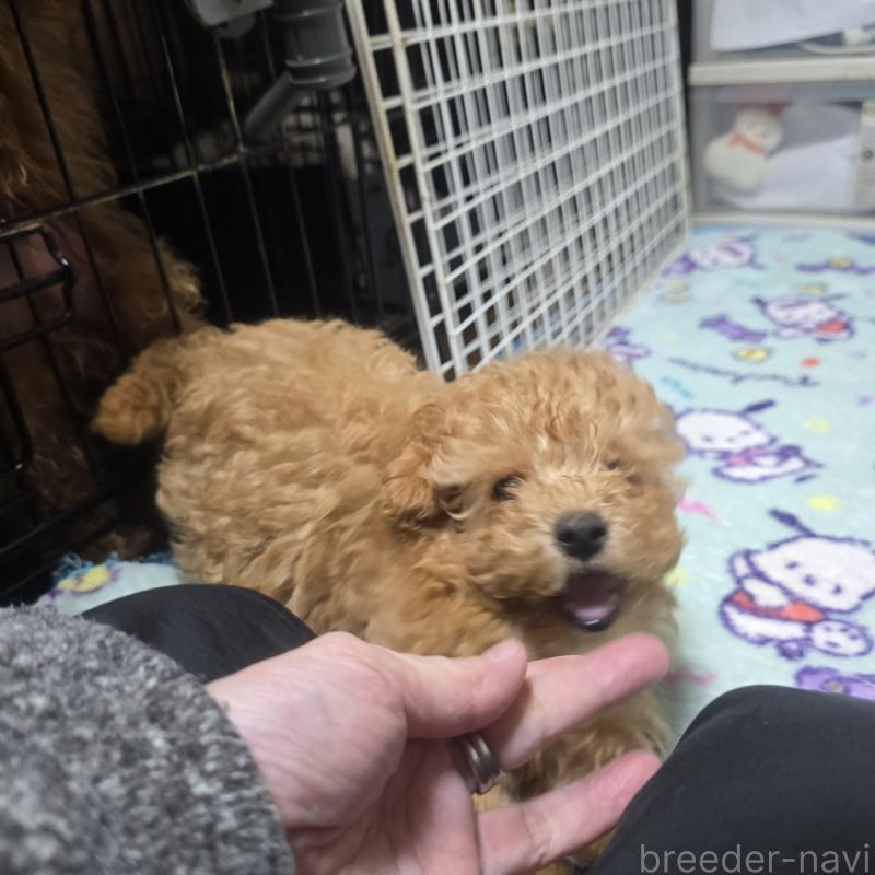 販売中の岡山県のトイプードル-425744の3枚目