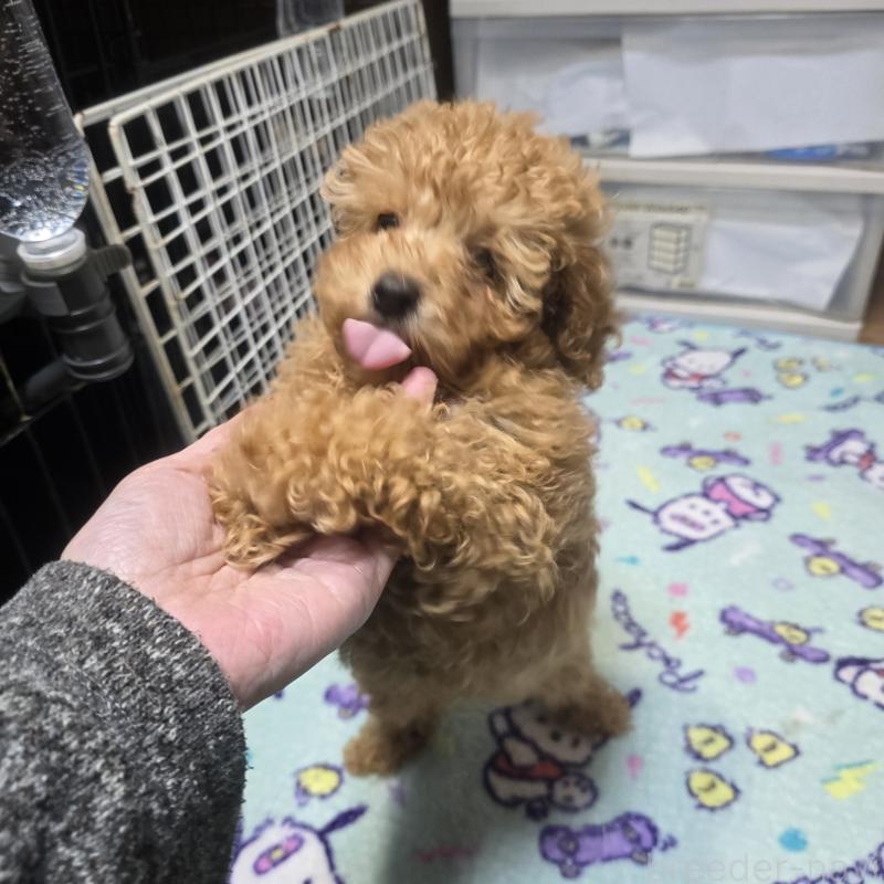 販売中の岡山県のトイプードル-425744の2枚目
