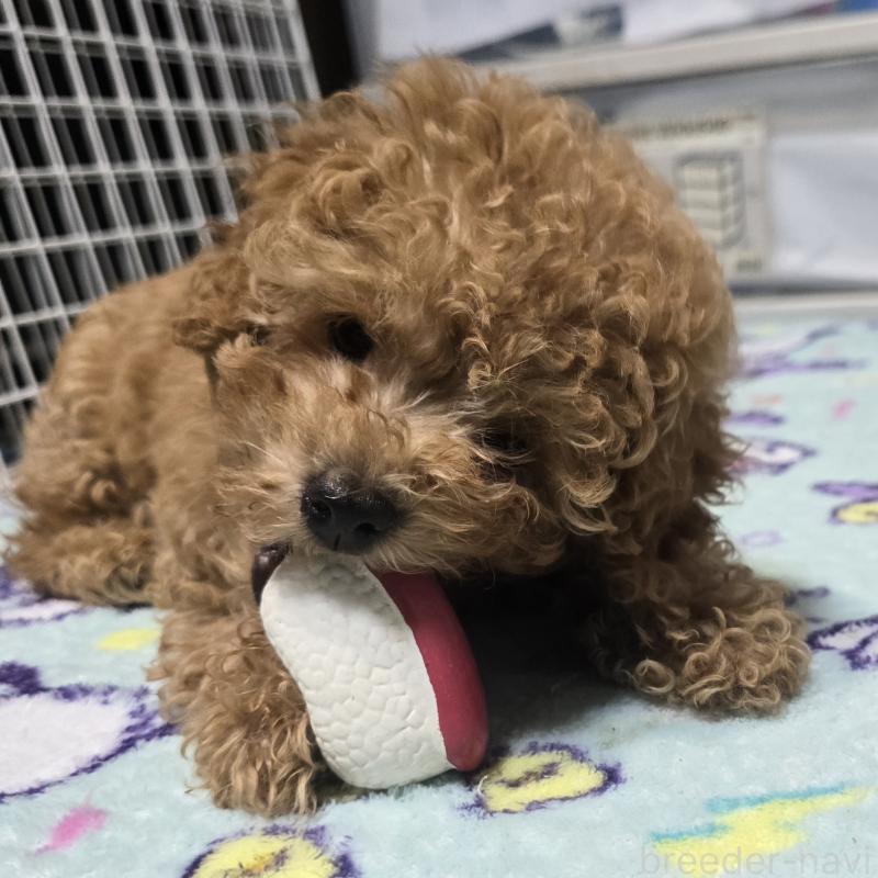 販売中の岡山県のトイプードル-425744