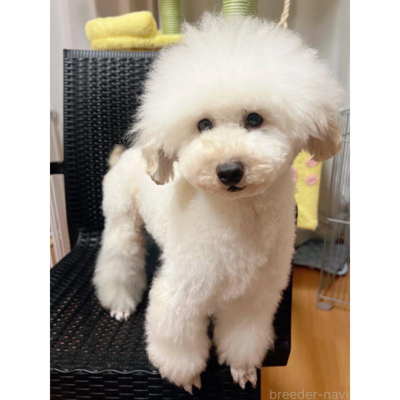 販売中の北海道のトイプードル-437763の3枚目