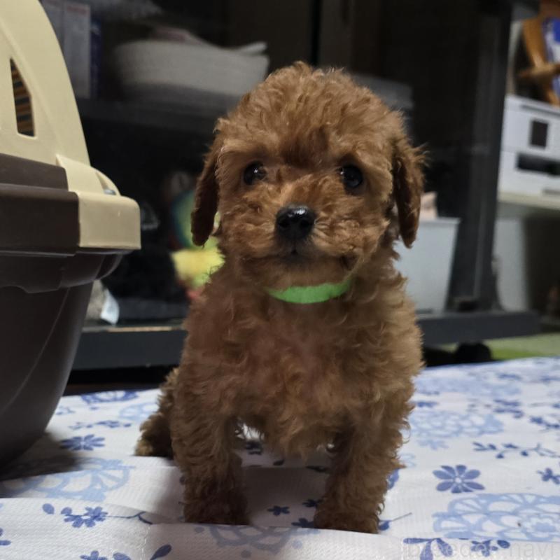 商談中の岡山県のトイプードル-430820の5枚目