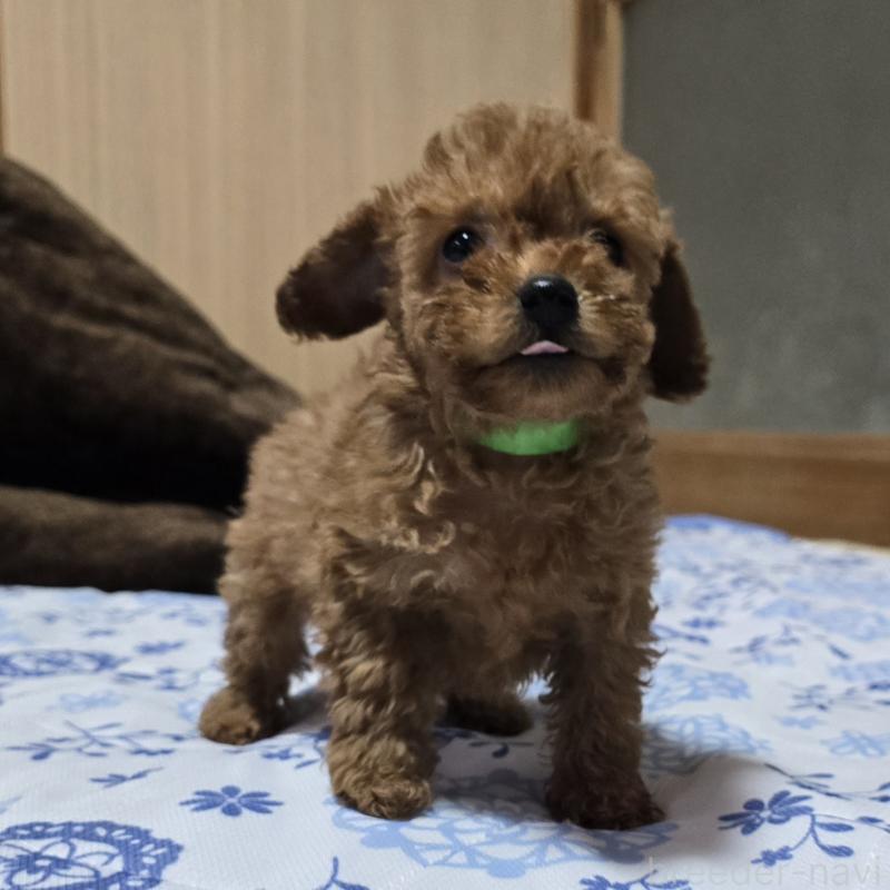 商談中の岡山県のトイプードル-430820の4枚目