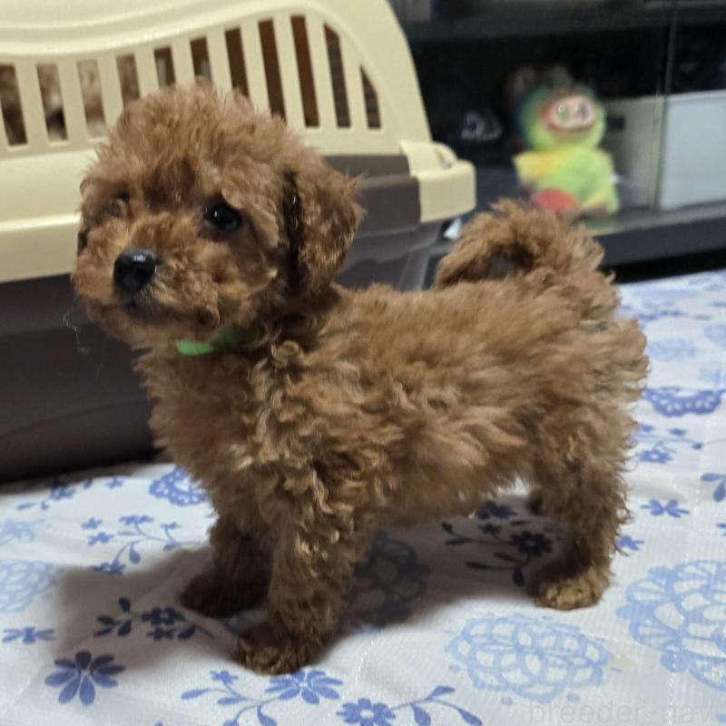 商談中の岡山県のトイプードル-430820の3枚目