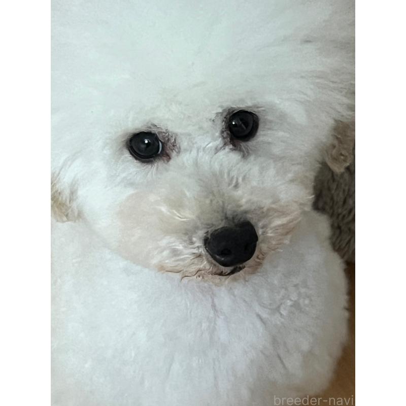 販売中の北海道のトイプードル-437763の2枚目