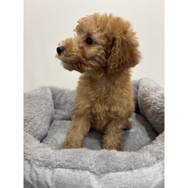 販売中の兵庫県のトイプードル-437762の9枚目