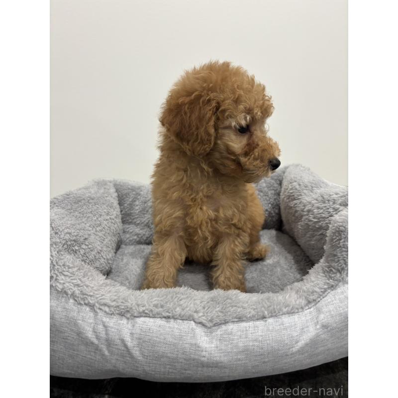 販売中の兵庫県のトイプードル-437762の7枚目