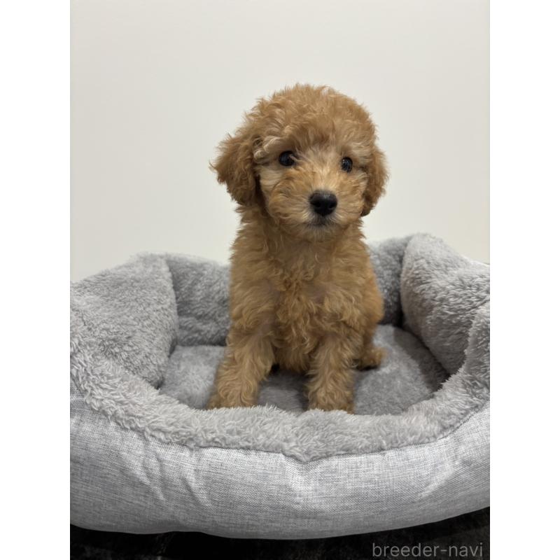 販売中の兵庫県のトイプードル-437762の6枚目