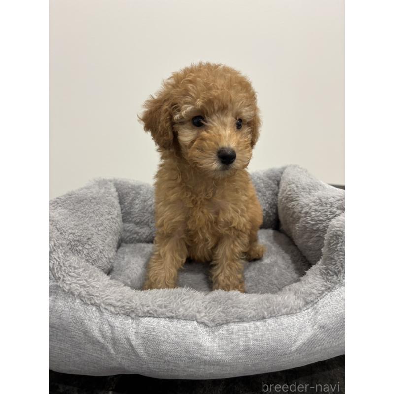 販売中の兵庫県のトイプードル-437762の3枚目