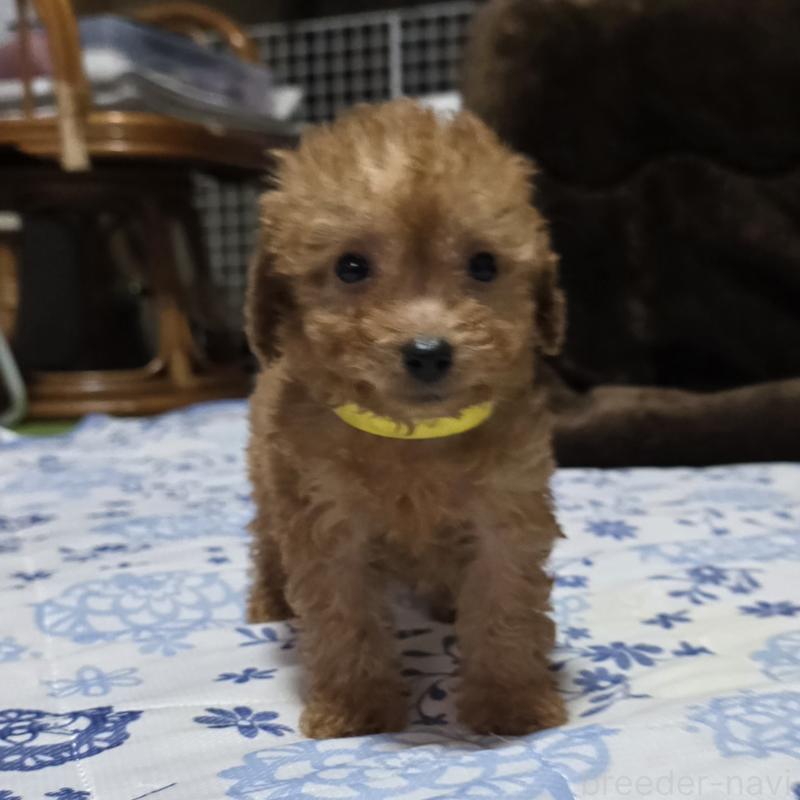 販売中の岡山県のトイプードル-430821の5枚目