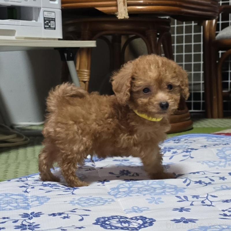 販売中の岡山県のトイプードル-430821の4枚目