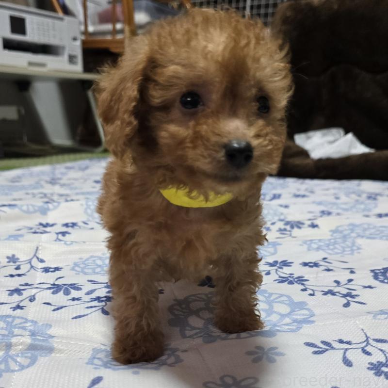 販売中の岡山県のトイプードル-430821の3枚目