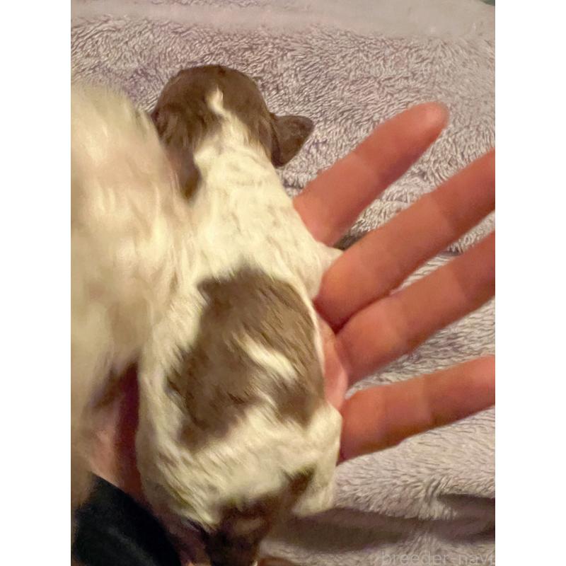 販売中の北海道のトイプードル-437764の2枚目