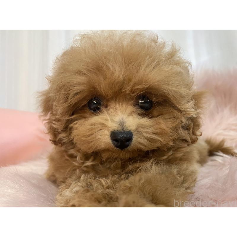 成約済の熊本県のタイニープードル-424977の4枚目