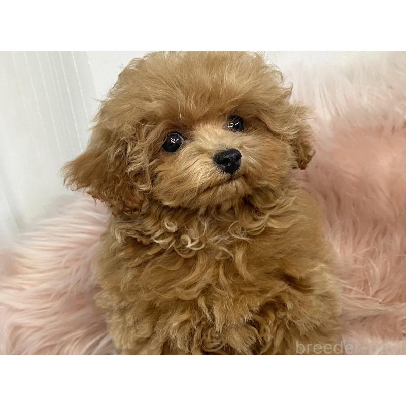 成約済の熊本県のタイニープードル-424977の3枚目