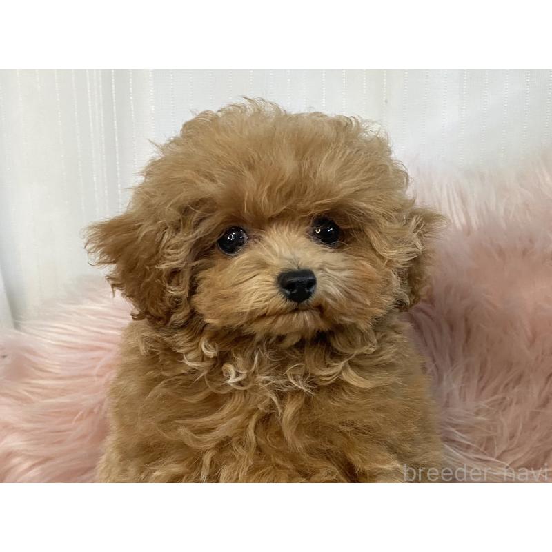 商談中の熊本県のタイニープードル-424977