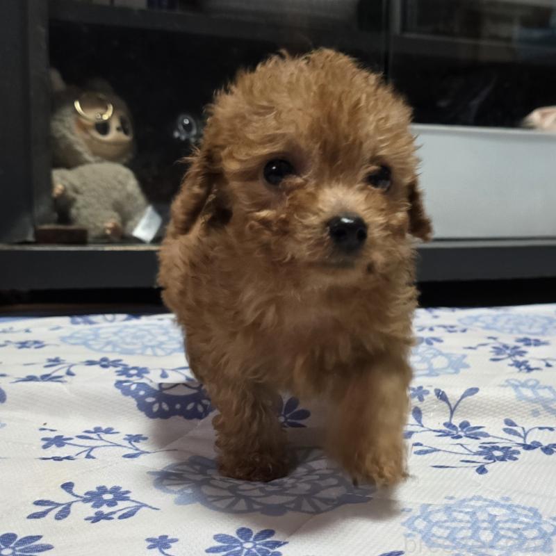 販売中の岡山県のトイプードル-430823の6枚目