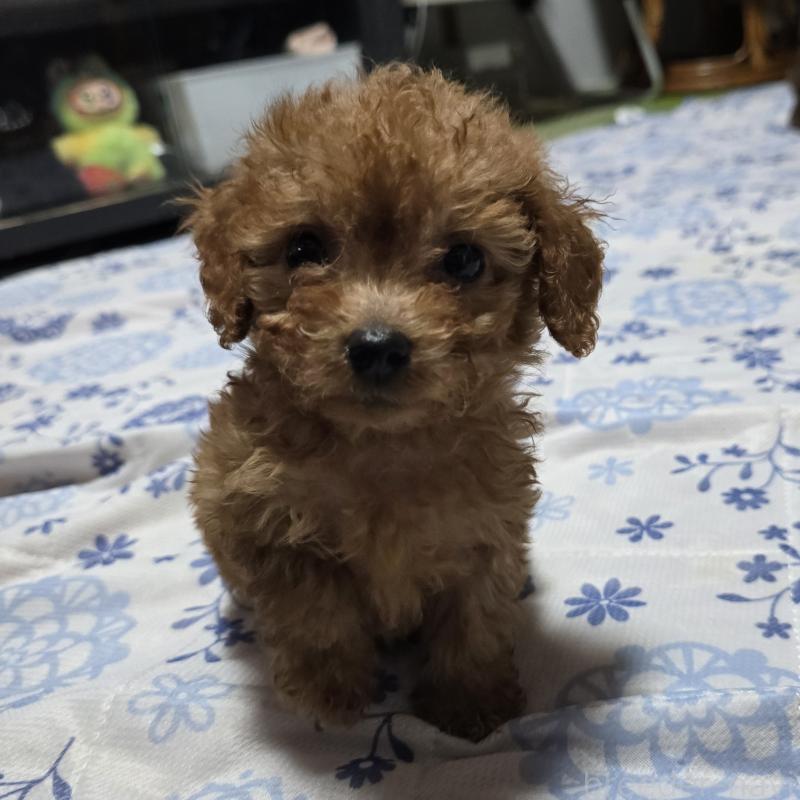 販売中の岡山県のトイプードル-430823の5枚目