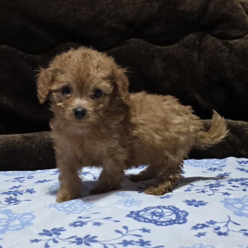 販売中の岡山県のトイプードル-430823の4枚目