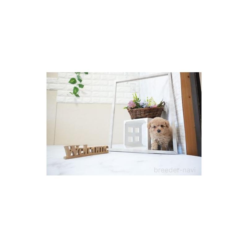 販売中の滋賀県のタイニープードル-437753の5枚目