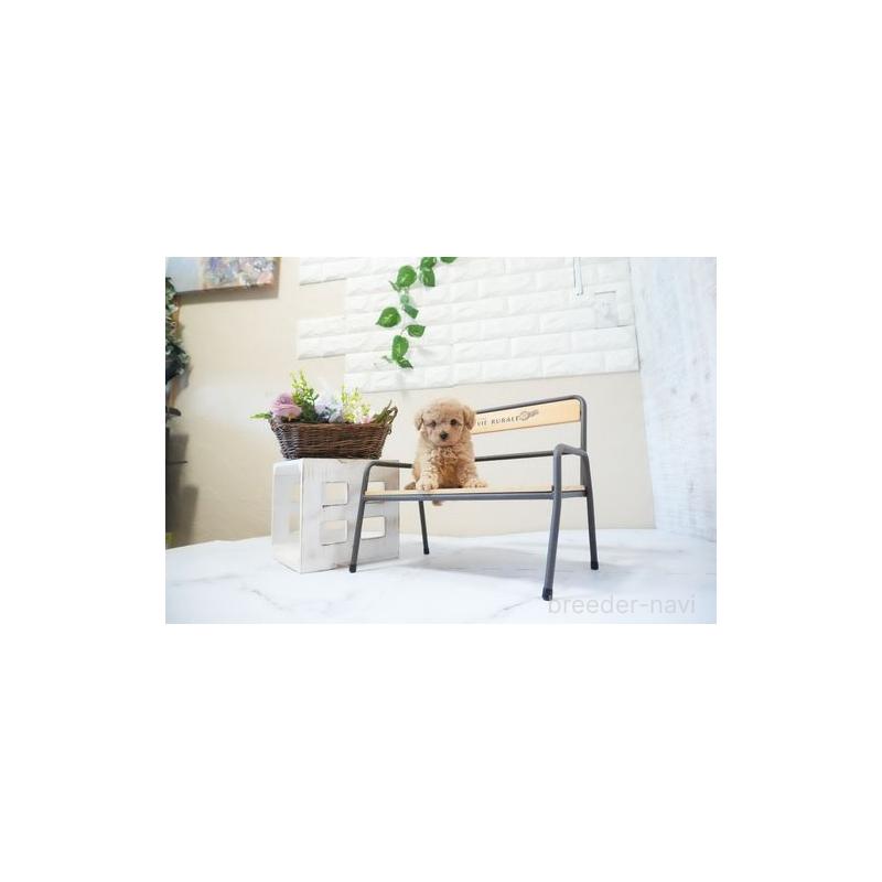 販売中の滋賀県のタイニープードル-437753の3枚目