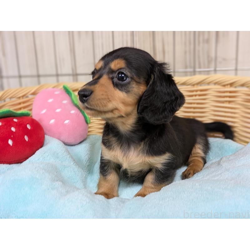 販売中の鹿児島県のミニチュアダックスフンド(ロングヘアード)-437765の5枚目