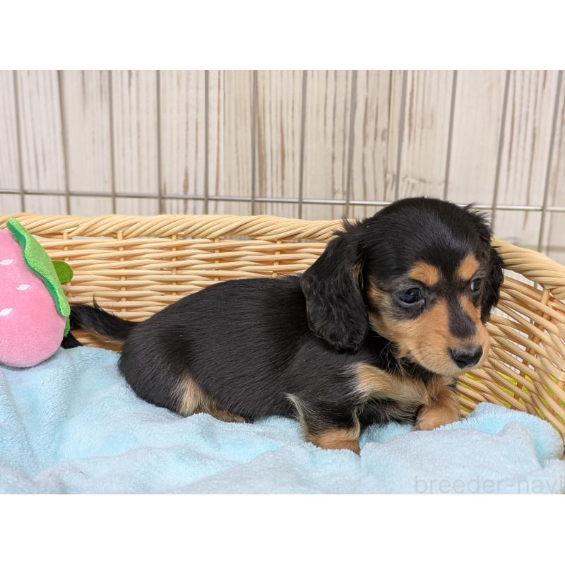 販売中の鹿児島県のミニチュアダックスフンド(ロングヘアード)-437765の4枚目