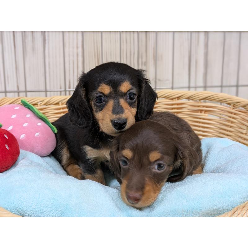 販売中の鹿児島県のミニチュアダックスフンド(ロングヘアード)-437765の3枚目