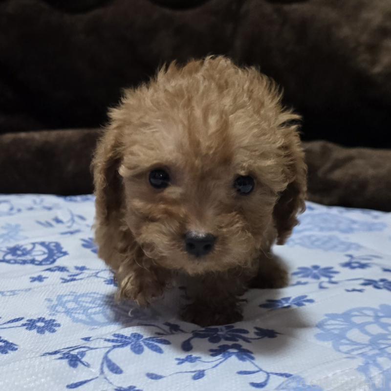 商談中の岡山県のトイプードル-430824の1枚目