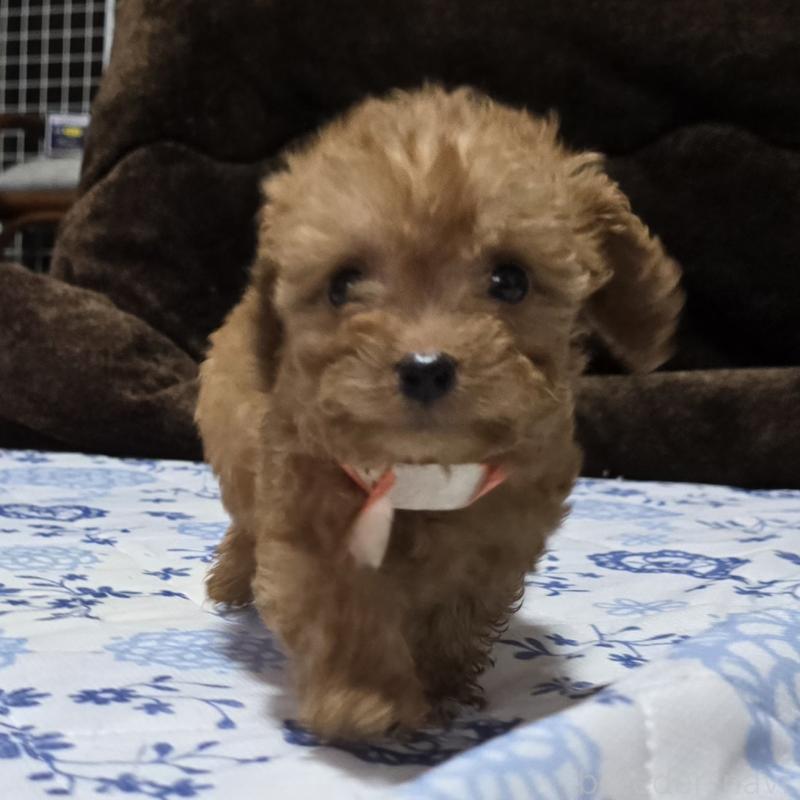 商談中の岡山県のトイプードル-430824の3枚目