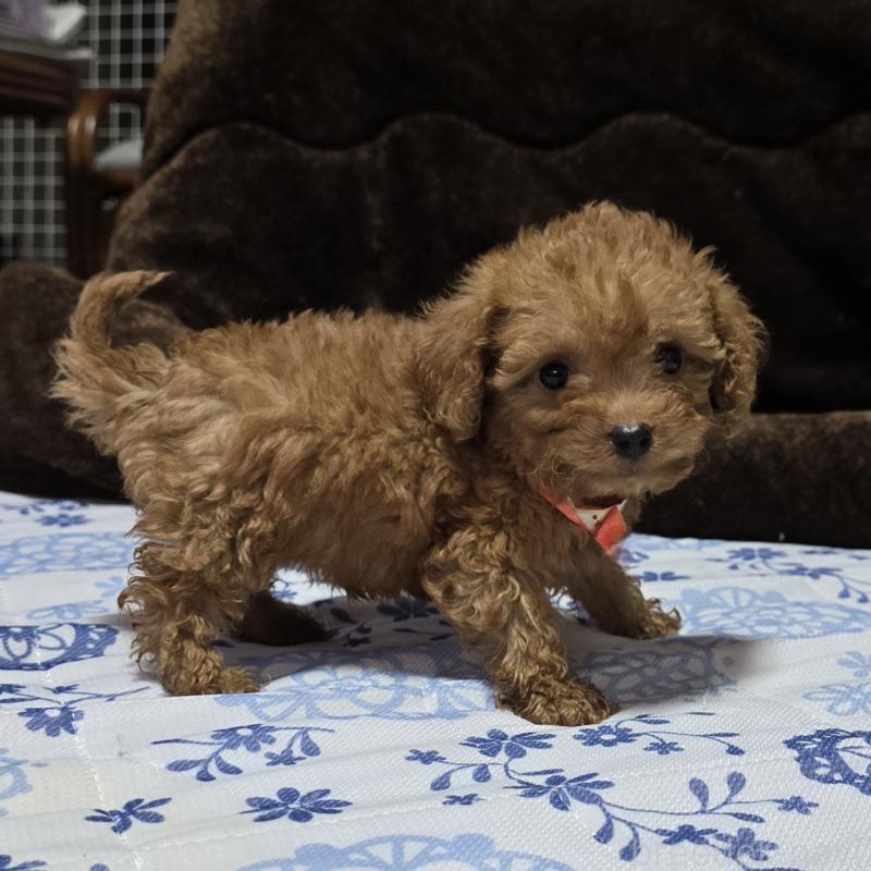 商談中の岡山県のトイプードル-430824の2枚目