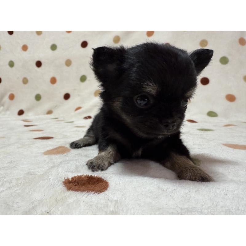 販売中の岐阜県のチワワ(ロングコート)-437769の5枚目