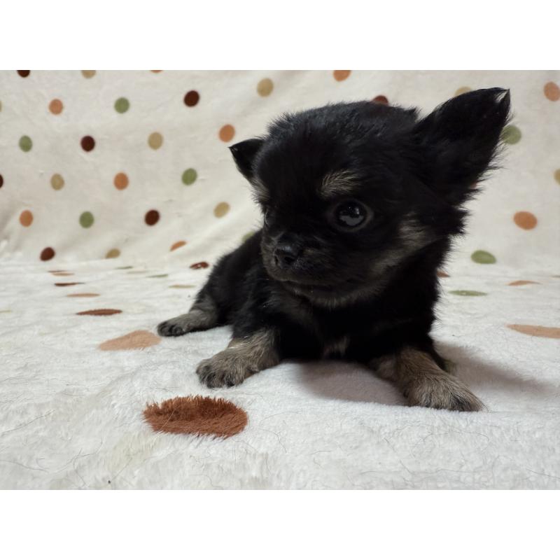 販売中の岐阜県のチワワ(ロングコート)-437769の4枚目