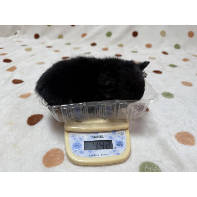 販売中の岐阜県のチワワ(ロングコート)-437769の3枚目