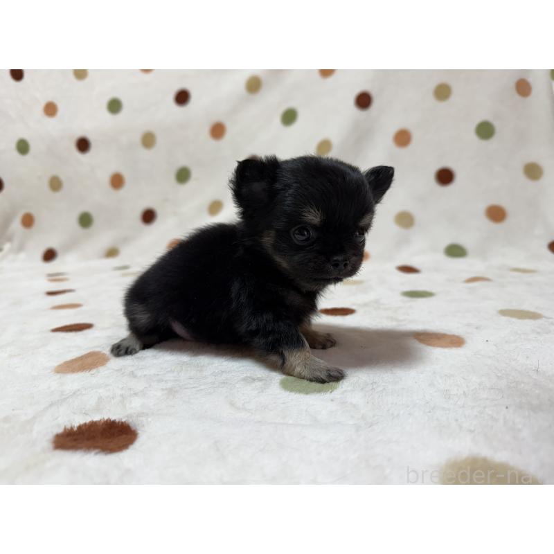 販売中の岐阜県のチワワ(ロングコート)-437769の2枚目