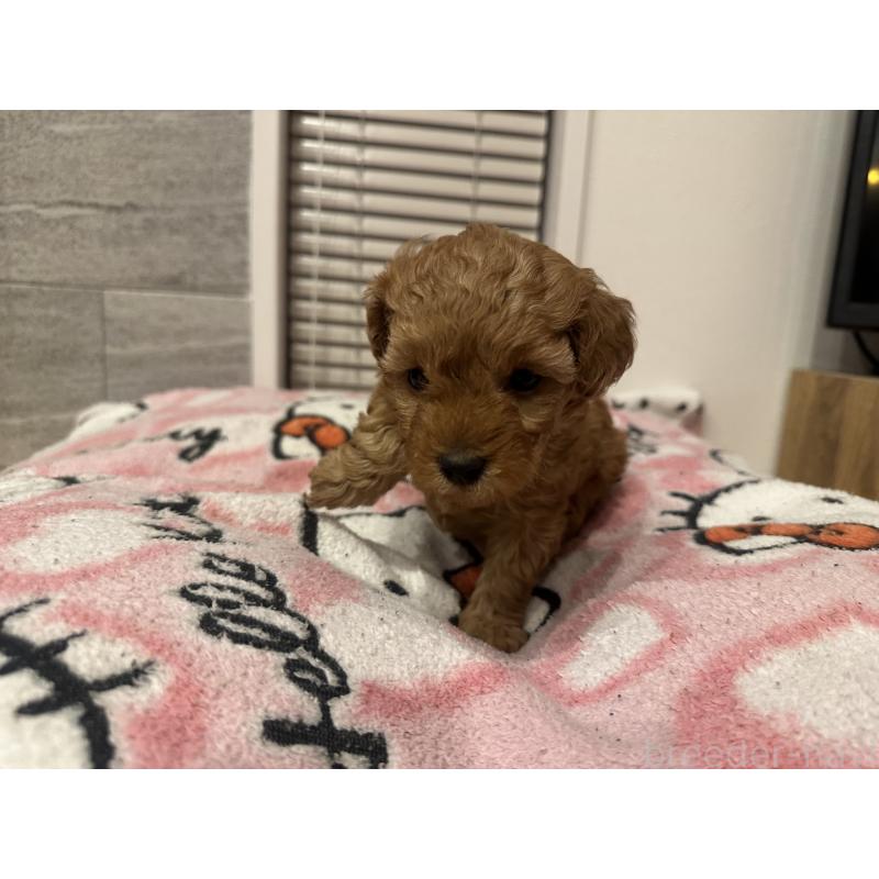 販売中の熊本県のトイプードル-437771の6枚目