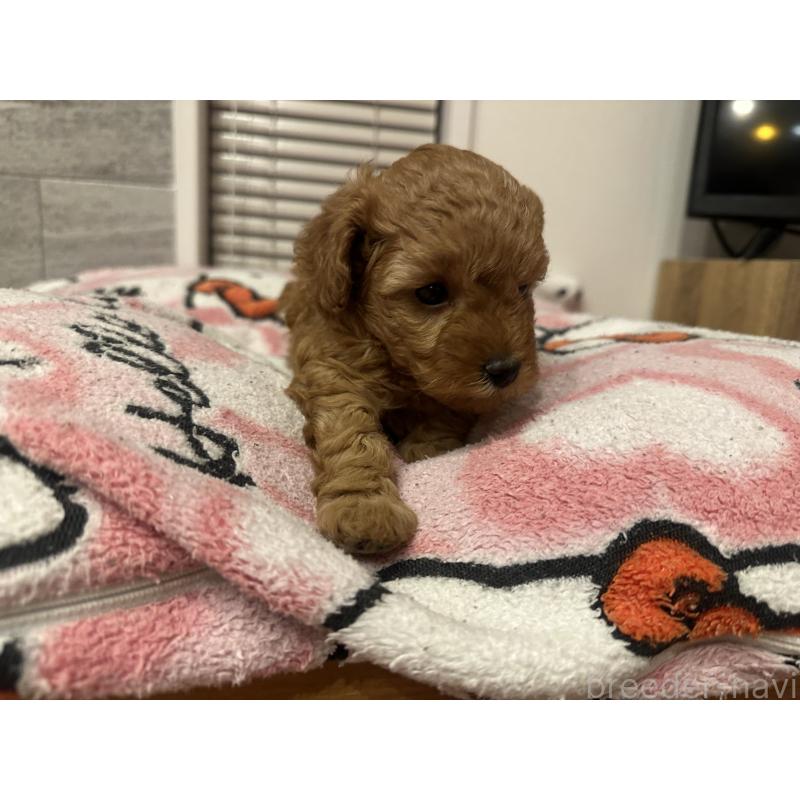 販売中の熊本県のトイプードル-437771の5枚目