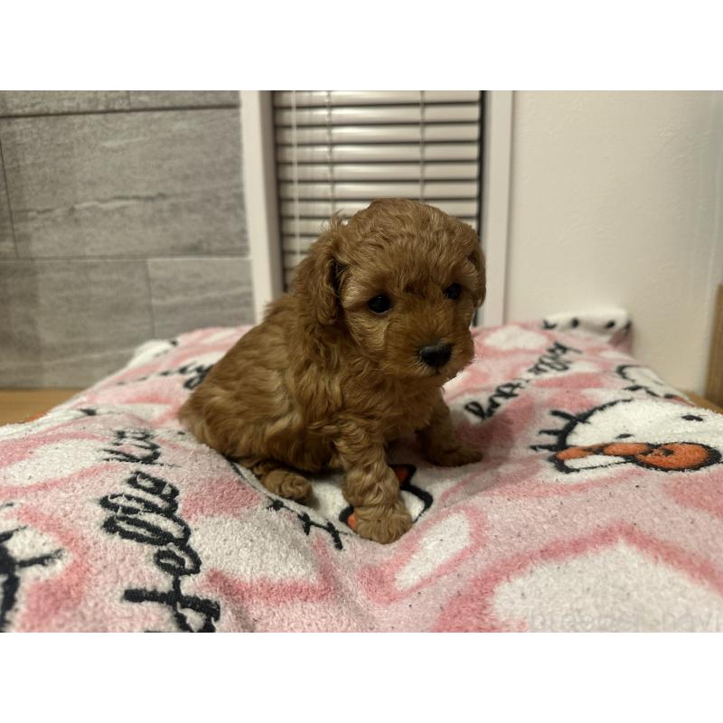 販売中の熊本県のトイプードル-437771の4枚目