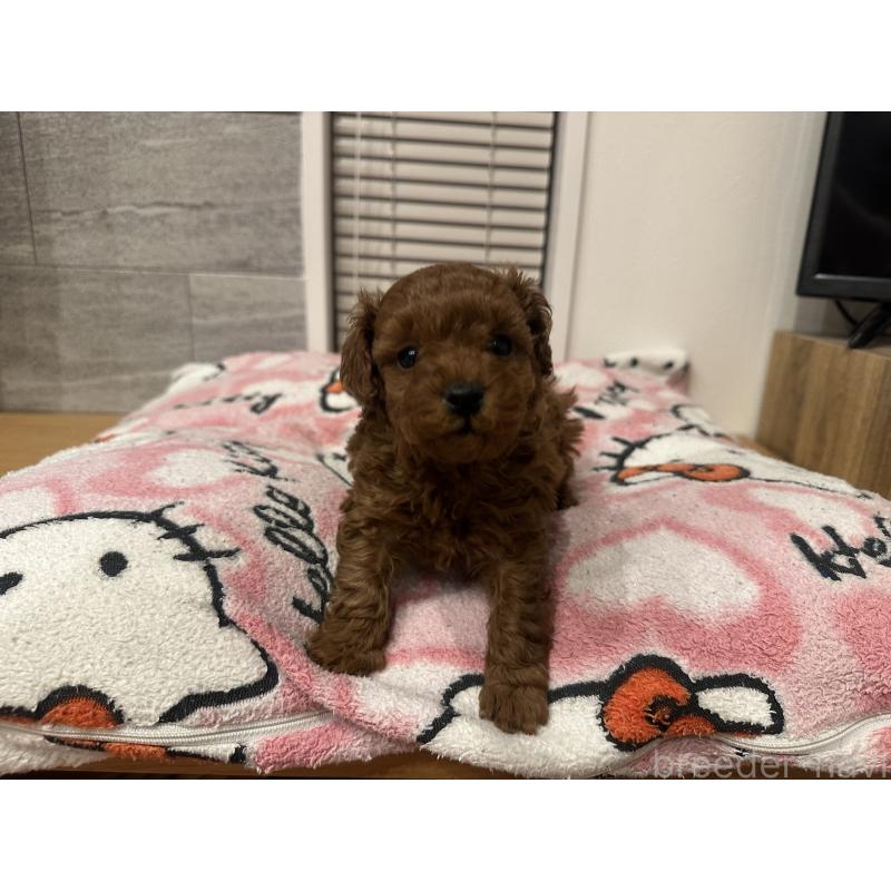 販売中の熊本県のトイプードル-437772の5枚目