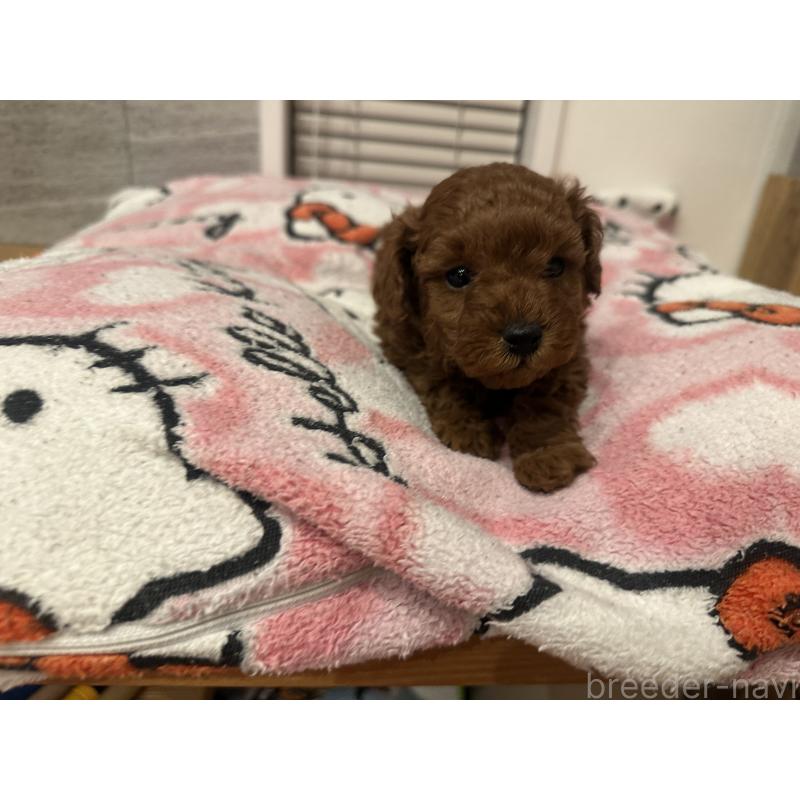 販売中の熊本県のトイプードル-437772の4枚目