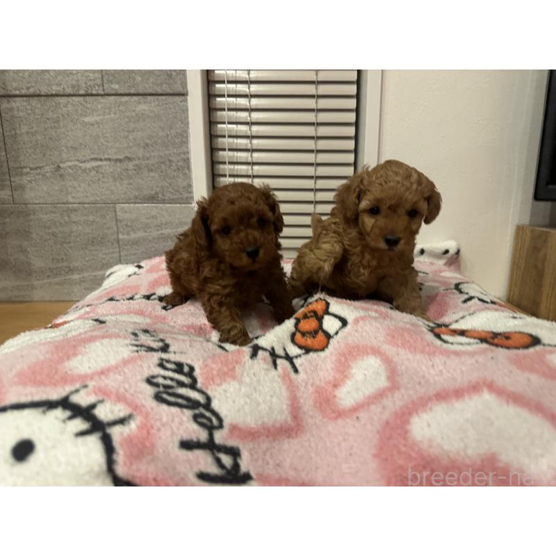 販売中の熊本県のトイプードル-437772の3枚目