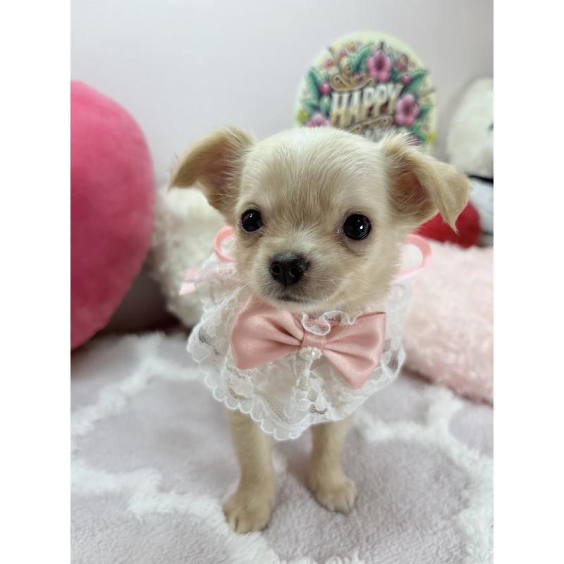 販売中の福岡県のチワワ(ロングコート)-433668の3枚目