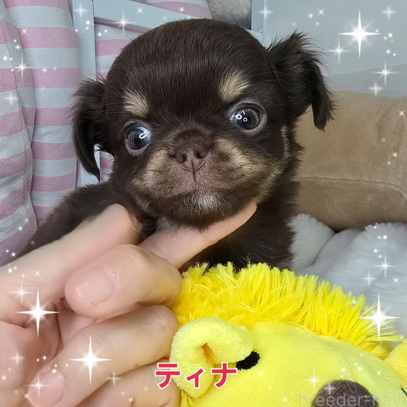 販売中の東京都のチワワ(ロングコート)-437778の6枚目