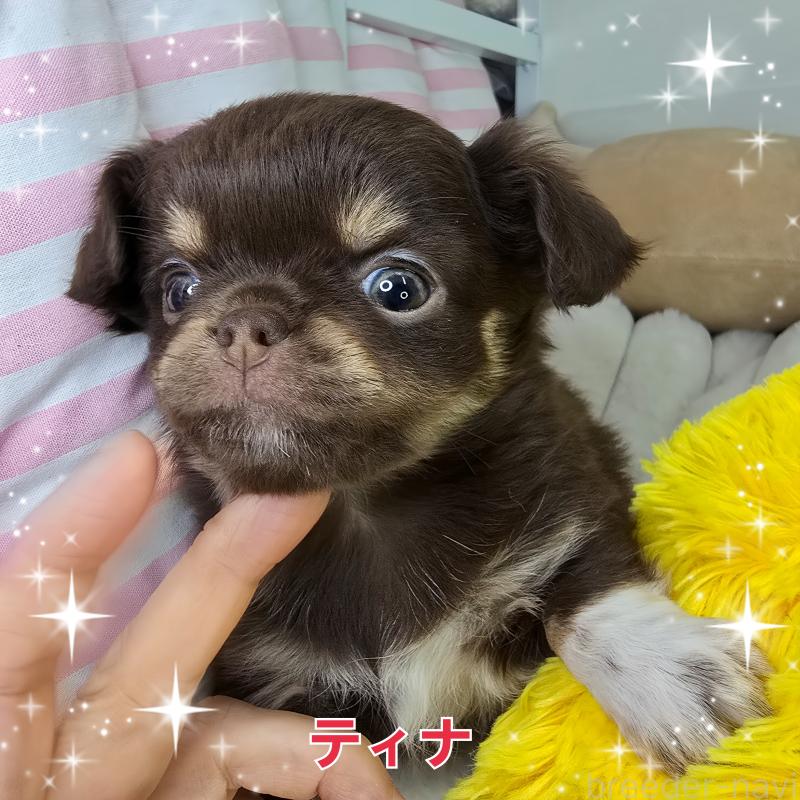 販売中の東京都のチワワ(ロングコート)-437778の5枚目