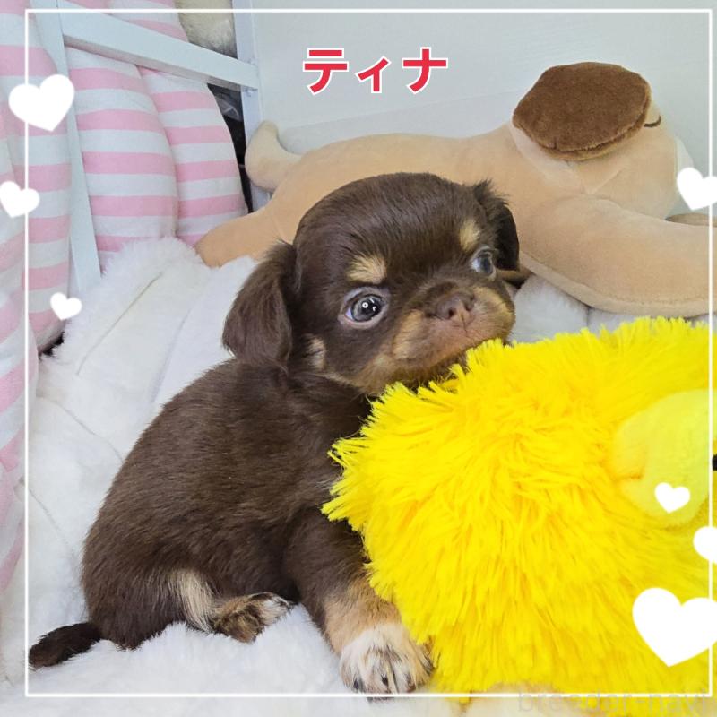 販売中の東京都のチワワ(ロングコート)-437778の4枚目