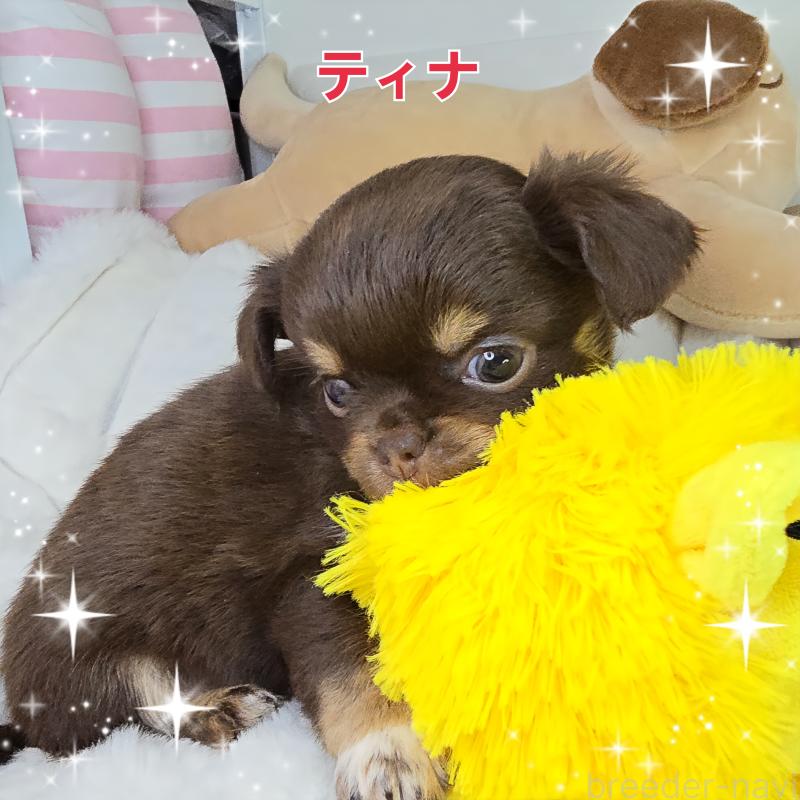 販売中の東京都のチワワ(ロングコート)-437778の3枚目