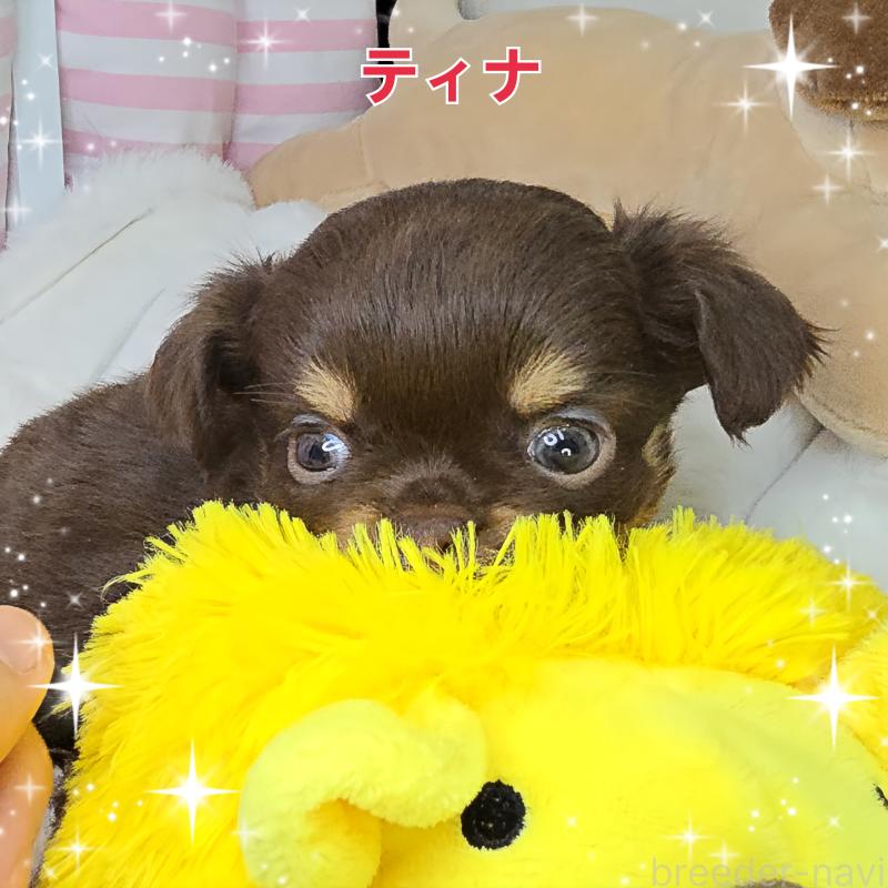 販売中の東京都のチワワ(ロングコート)-437778の1枚目