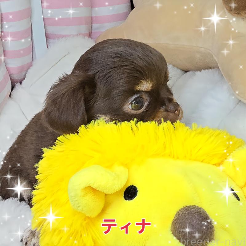 販売中の東京都のチワワ(ロングコート)-437778の2枚目