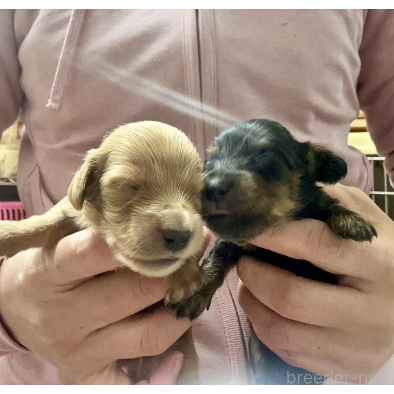 販売中の熊本県のミニチュアダックスフンド(ロングヘアード)-437774の3枚目