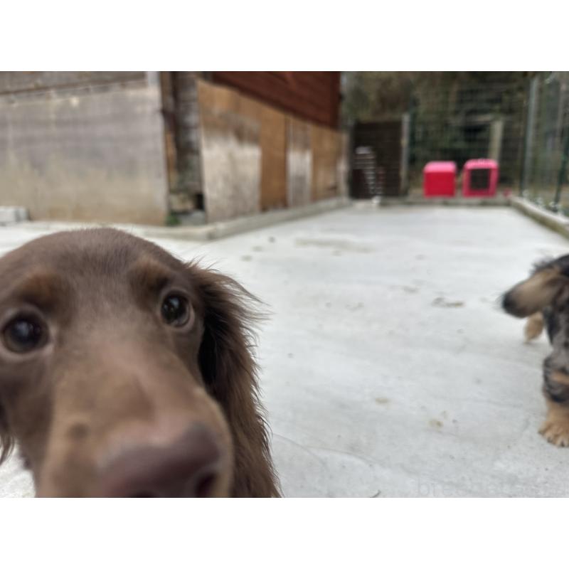 販売中の熊本県のミニチュアダックスフンド(ロングヘアード)-422388の3枚目